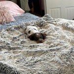 Un Épagneul de Chasse Polonais au pelage tricolore, allongé sur un lit et semblant détendu