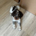 Un Épagneul de Chasse Polonais au pelage tricolore, allongé sur un plancher et regardant la caméra 