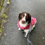 Un Épagneul de Chasse Polonais au pelage tricolore, assis sur une surface bitumée et qui est tenu en laisse