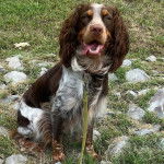 Un Épagneul de Chasse Polonais au pelage tricolore, assis sur un terrain herbeux et qui est tenu en laisse