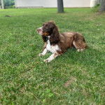 Un Épagneul de Chasse Polonais au pelage tricolore, allongé sur un terrain herbeux et portant un collier autour du cou 