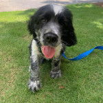 Un Épagneul de Chasse Polonais au pelage bicolore, sur un terrain gazonné et qui est tenu en laisse 