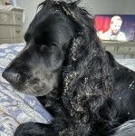 Un Épagneul de Chasse Polonais au pelage bicolore, allongé et semblant détendu