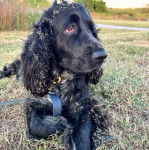 Un Épagneul de Chasse Polonais au pelage bicolore, allongé sur un terrain gazonné et portant un harnais 