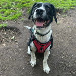 Un Épagneul de Chasse Polonais au pelage bicolore, assis sur un terrain sableux et portant un collier autour du cou