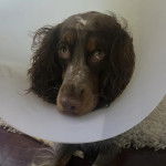 Un Épagneul de Chasse Polonais au pelage bicolore, portant un carcan et regardant la caméra 