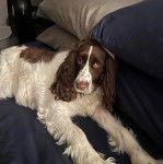 Un Épagneul de Chasse Polonais au pelage bicolore, allongé sur un lit 