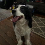 Un Épagneul de Chasse Polonais au pelage bicolore, allongé sur un plancher et ayant la gueule ouverte 