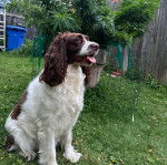 Un Épagneul de Chasse Polonais au pelage bicolore, assis sur un terrain herbeux et tirant la langue