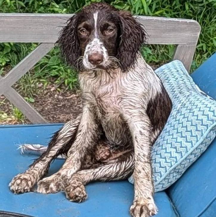 Un Épagneul de Chasse Polonais au pelage bicolore, assis sur un transat et regardant la caméra 
