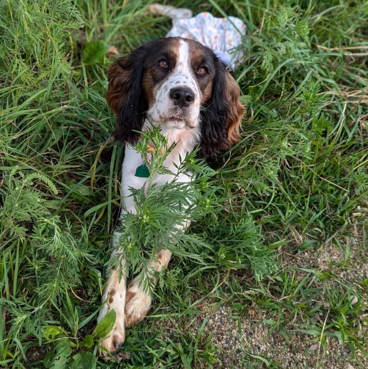 Un Épagneul de Chasse Polonais au pelage tricolore, allongé sur une surface herbacée et portant un collier autour du cou
