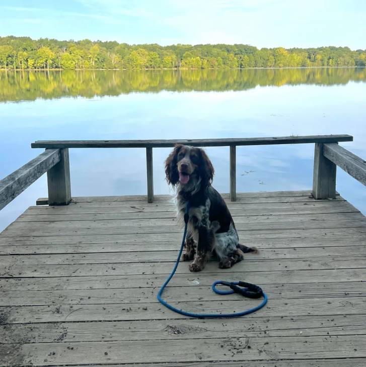 Un Épagneul de Chasse Polonais au pelage bicolore, assis et qui est tenu en laisse 