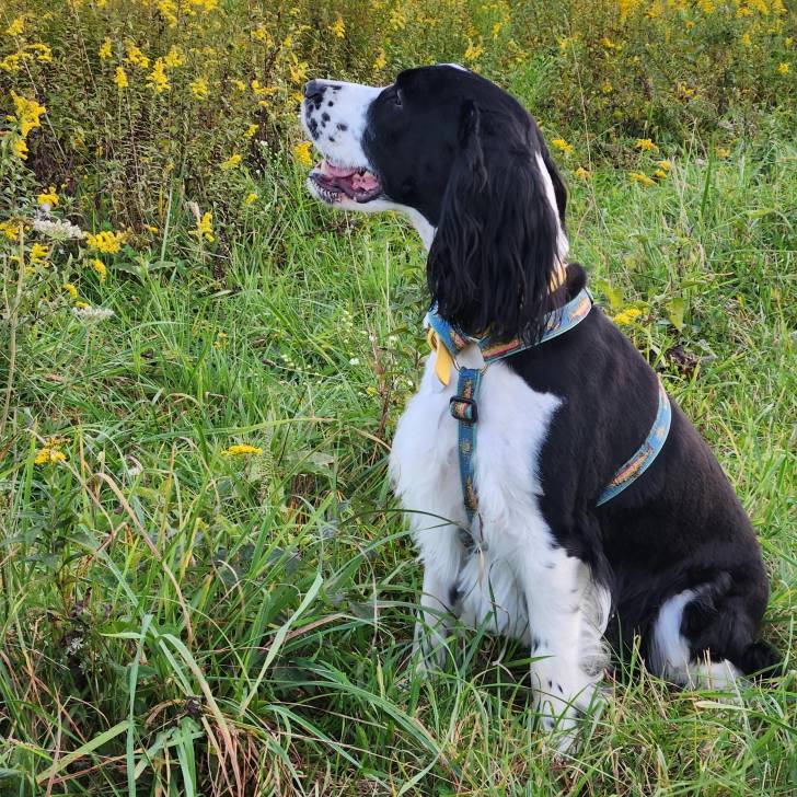 Un Épagneul de Chasse Polonais au pelage bicolore, assis sur une surface herbacée et portant un harnais 