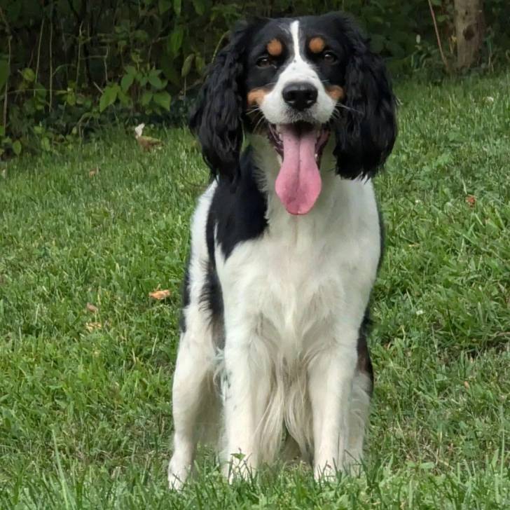 Un Épagneul de Chasse Polonais au pelage tricolore, sur une surface herbacée et ayant la langue pendante 