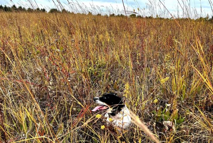Un Épagneul de Chasse Polonais allongé sur une surface herbacée et ayant la langue pendante 