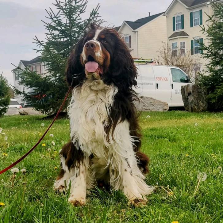 Un Épagneul de Chasse Polonais au pelage tricolore, assis sur une surface herbacée et qui est tenu en laisse 