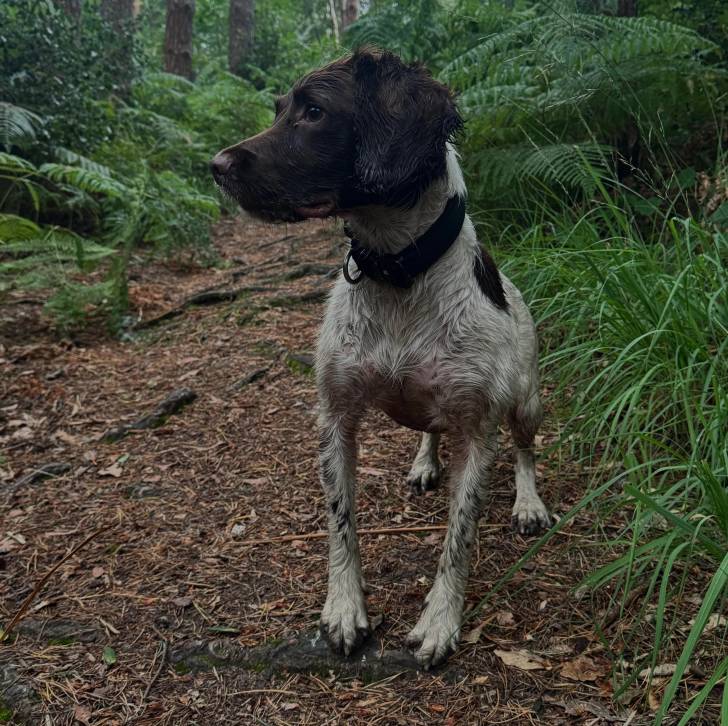 Un Épagneul de Chasse Polonais au pelage bicolore, sur une surface herbacée et portant un collier autour du cou