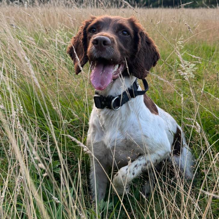 Un Épagneul de Chasse Polonais au pelage bicolore, sur un sur une surface herbacée et portant un collier autour du cou