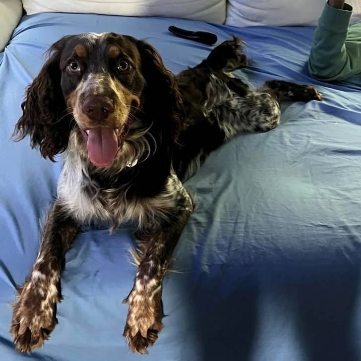 Un Épagneul de Chasse Polonais au pelage tricolore, allongé sur un lit et portant un collier autour du cou