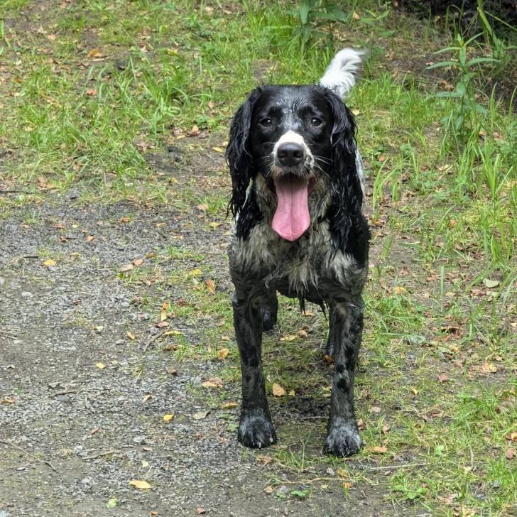 Un Épagneul de Chasse Polonais au pelage tricolore, se tenant à quatre pattes et tirant la langue 