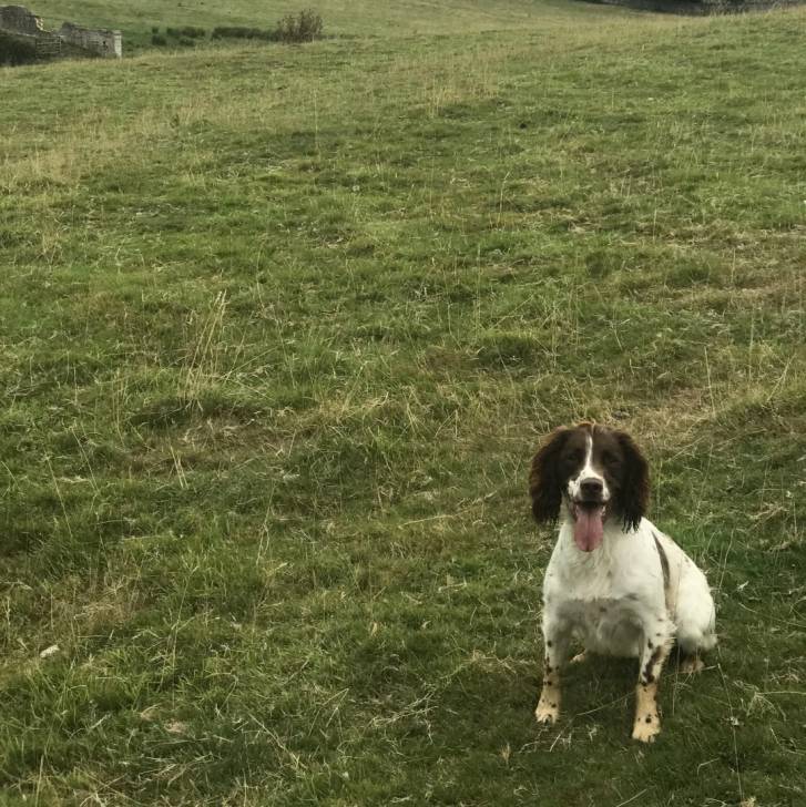 Un Épagneul de Chasse Polonais au pelage bicolore, assis sur une surface gazonnée et tirant la langue 