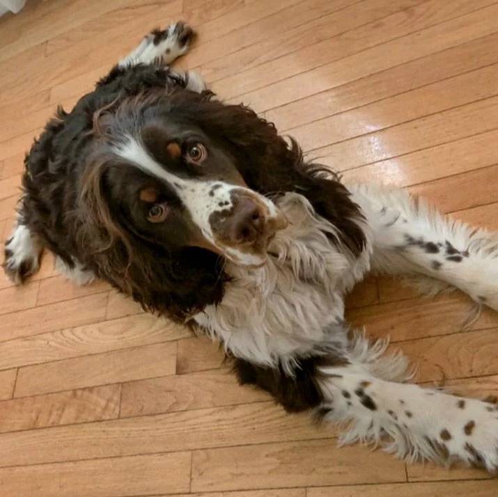 Un Épagneul de Chasse Polonais au pelage bicolore, allongé sur un plancher et regardant la caméra 