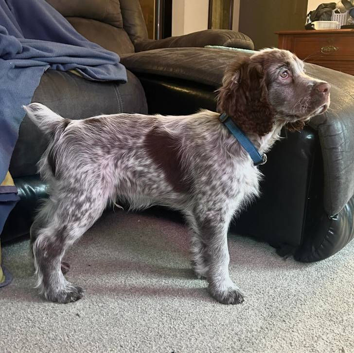 Un Épagneul de Chasse Polonais au pelage bicolore, se tenant à quatre pattes sur une moquette et portant un collier autour du cou 