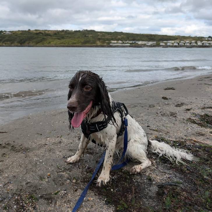Un Épagneul de Chasse Polonais au pelage bicolore, assis sur une surface sableuse et qui est tenu en laisse 