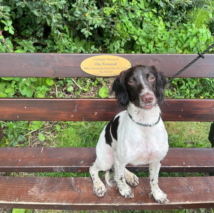 Un Épagneul de Chasse Polonais au pelage bicolore, assis sur un banc et qui est tenu en laisse 