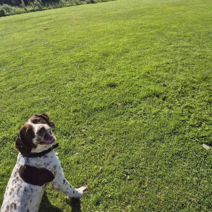 Un Épagneul de Chasse Polonais au pelage bicolore, assis sur une surface gazonnée et portant un collie autour du cou 