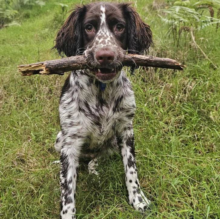 Un Épagneul de Chasse Polonais au pelage bicolore, assis sur une surface herbacée et tenant un bâton dans sa gueule 
