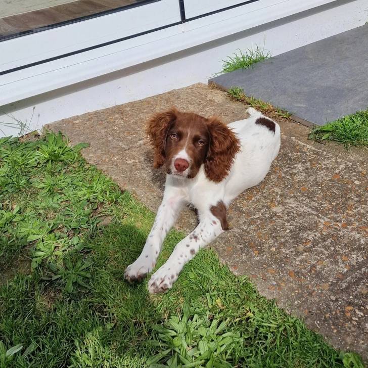 Un Épagneul de Chasse Polonais au pelage bicolore, allongé et regardant la caméra 