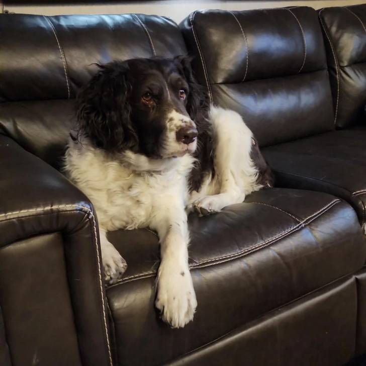 Un Épagneul de Chasse Polonais au pelage bicolore, allongé sur un fauteuil et semblant détendu 