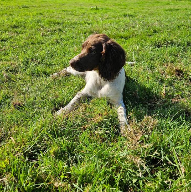 Un Épagneul de Chasse Polonais au pelage tricolore, allongé sur une surface herbacée et semblant détendu 