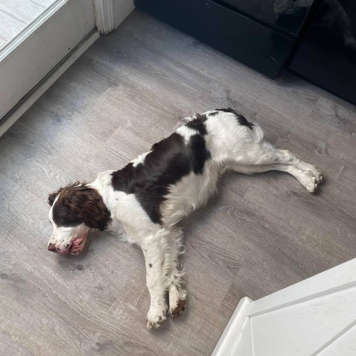 Un Épagneul de Chasse Polonais au pelage bicolore, allongé sur un plancher et semblant dormir 