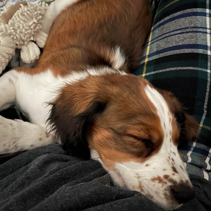 Un Épagneul de Chasse Polonais au pelage tricolore, allongé sur une personne et semblant dormir 