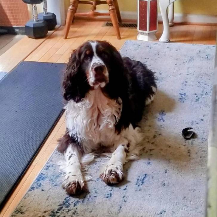Un Épagneul de Chasse Polonais au pelage tricolore, allongé sur un tapis et regardant la caméra 