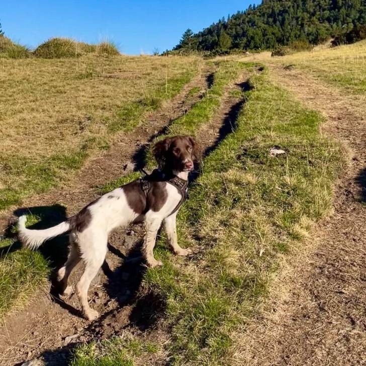 Un Épagneul de Chasse Polonais au pelage tricolore, sur une surface herbacée et portant un harnais 