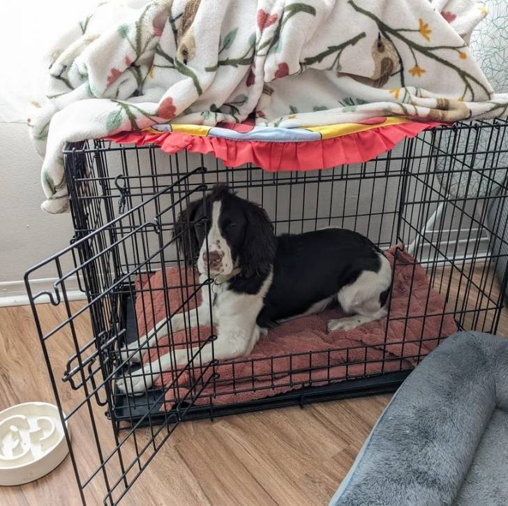 Un Épagneul de Chasse Polonais au pelage bicolore, allongé dans une cage et portant un collier autour du cou