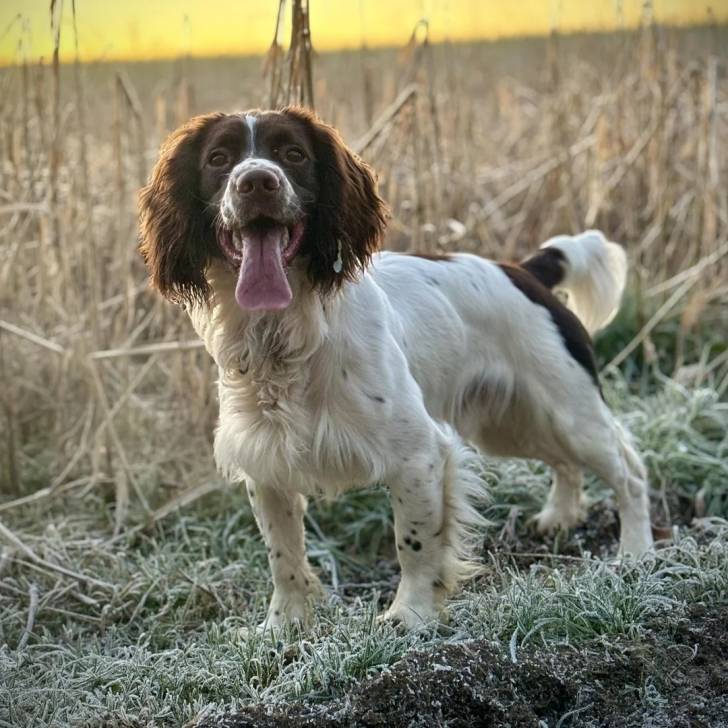Un Épagneul de Chasse Polonais au pelage bicolore, sur une surface herbacée et ayant lal langue pendante 