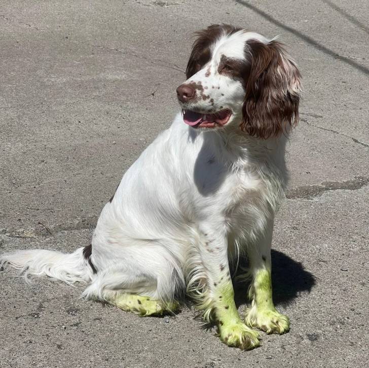 Un Épagneul de Chasse Polonais au pelage tricolore, assis sur une surface en béton 