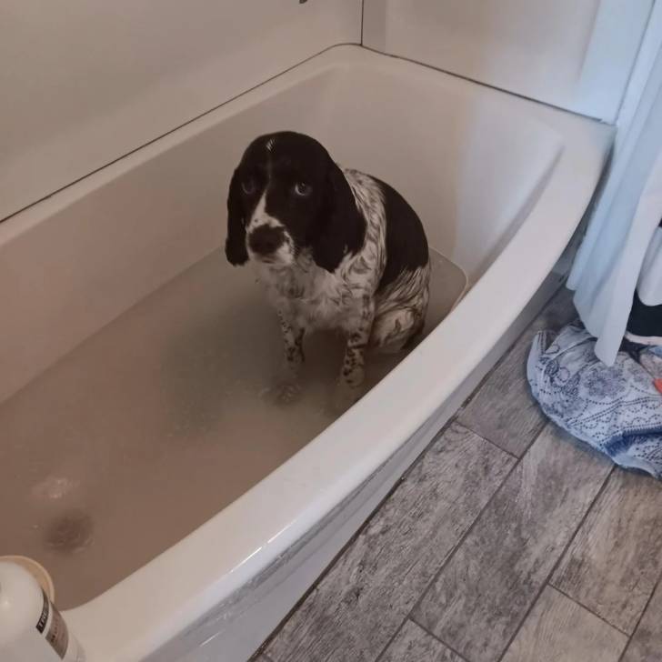 Un Épagneul de Chasse Polonais au pelage mouillé, assis dans une baignoire et regardant la caméra 