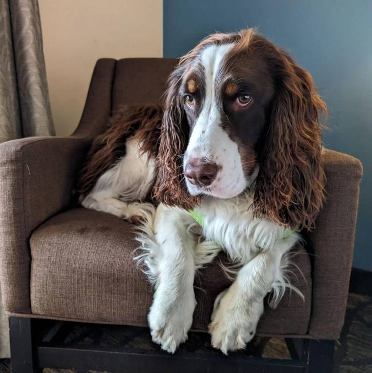 Un Épagneul de Chasse Polonais au pelage tricolore, allongé sur une chaise et regardant la caméra 
