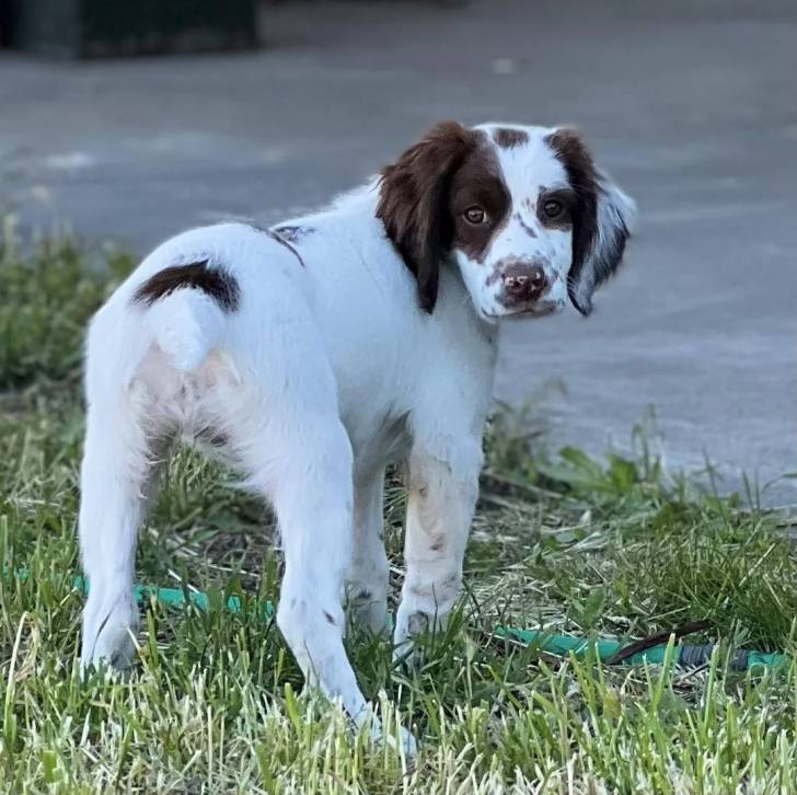 Un Épagneul de Chasse Polonais au pelage bicolore, sur une surface herbacée et regardant vers la caméra 