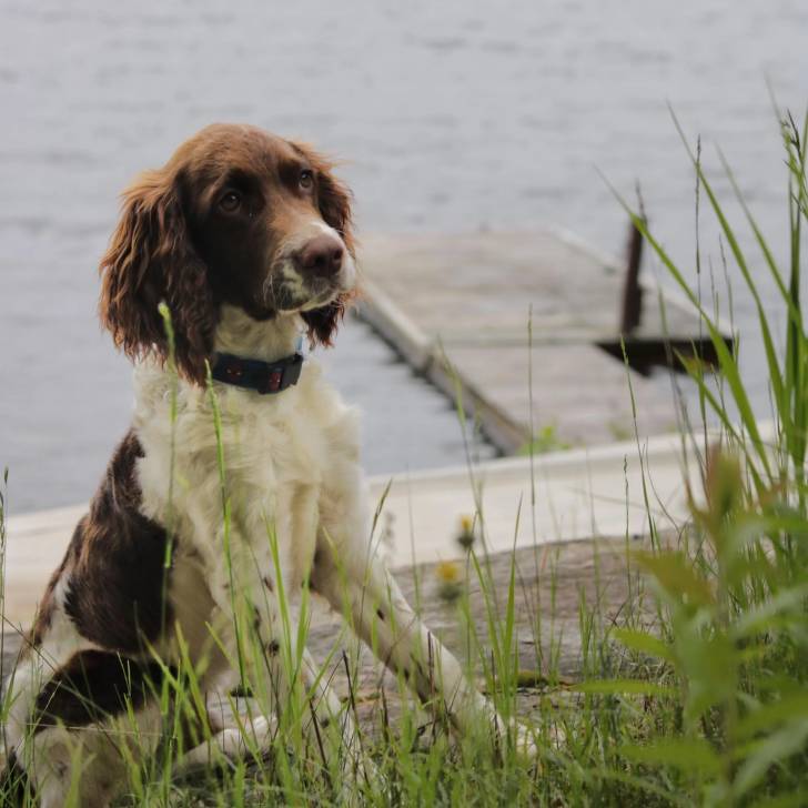 Un Épagneul de Chasse Polonais au pelage bicolore, assis sur une surface herbacée et portant un collier autour du cou