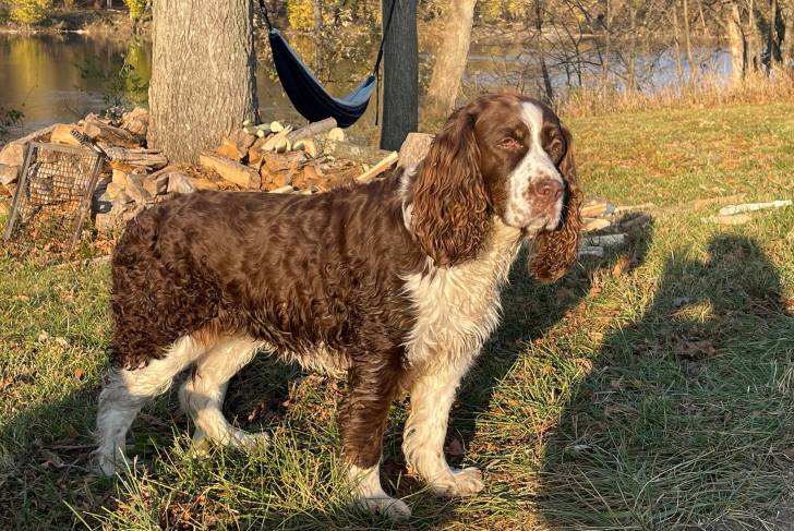 Un Épagneul de Chasse Polonais sur une surface herbacée 