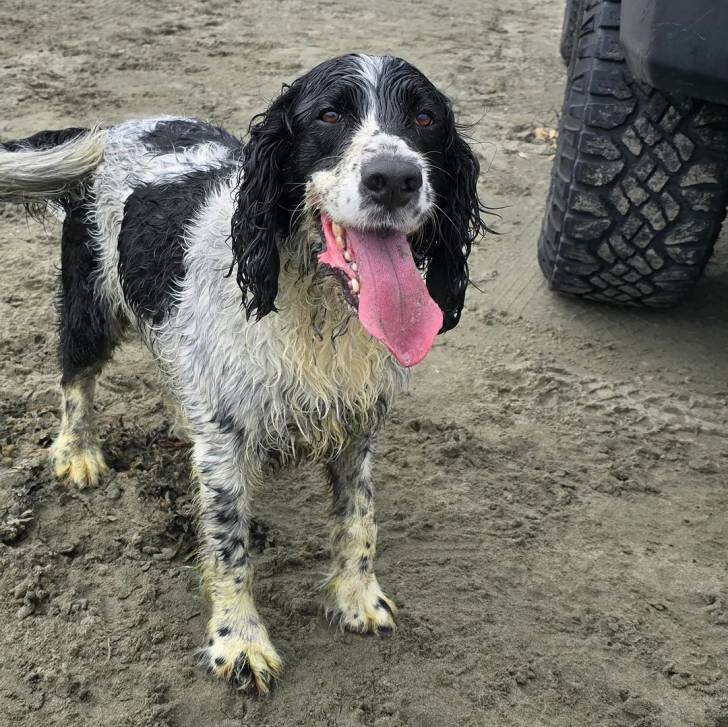 Un Épagneul de Chasse Polonais au pelahe tricolore, sur une surface sableuse et ayant la langue pendante 