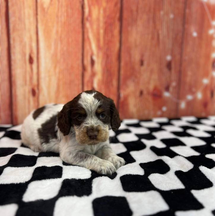 Un chiot Épagneul de Chasse Polonais au pelage tricolore, allongé et regardant la caméra