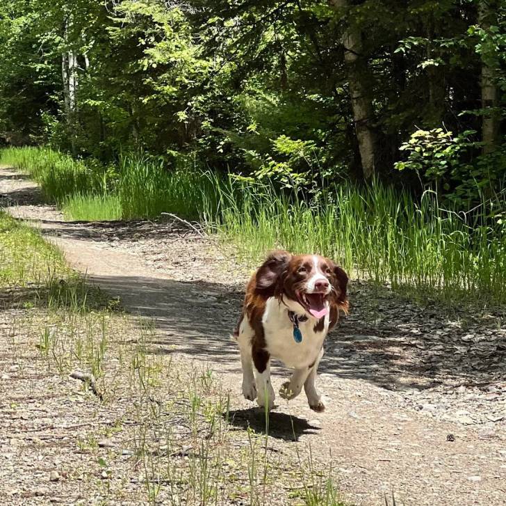Un Épagneul de Chasse Polonais au pelage tricolore, courant et portant un collier autour du cou 