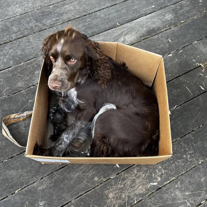 Un Épagneul de Chasse Polonais au pelage tricolore, allongé dans un carton et regardant vers la caméra